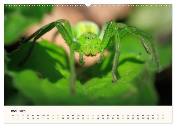 Produktbild: Nos amis les insectes (Calendrier mural 2026 DIN A2 vertical), CALVENDO calendrier mensuel