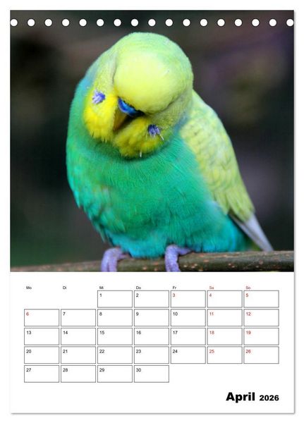 Produktbild: Der Wellensittich - mein bester Freund (Tischkalender 2026 DIN A5 hoch), CALVENDO Monatskalender