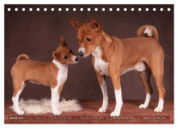 Produktbild: Basenji-Sch&ouml;nheiten (Tischkalender 2026 DIN A5 quer), CALVENDO Monatskalender