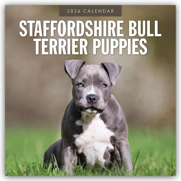 Produktbild: Staffordshire Bull Terrier Puppies &ndash; Staffordshire Bullterrier Welpen 2026 &ndash; 16-Monatskalender