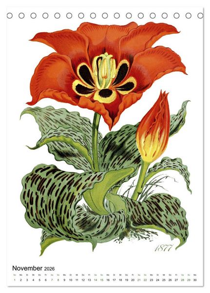 Produktbild: Tulpen - Jahr (Tischkalender 2026 DIN A5 hoch), CALVENDO Monatskalender