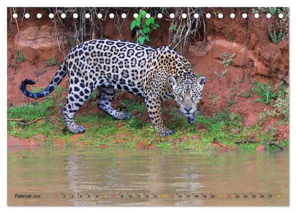 Produktbild: Jaguare im Pantanal (Tischkalender 2026 DIN A5 quer), CALVENDO Monatskalender