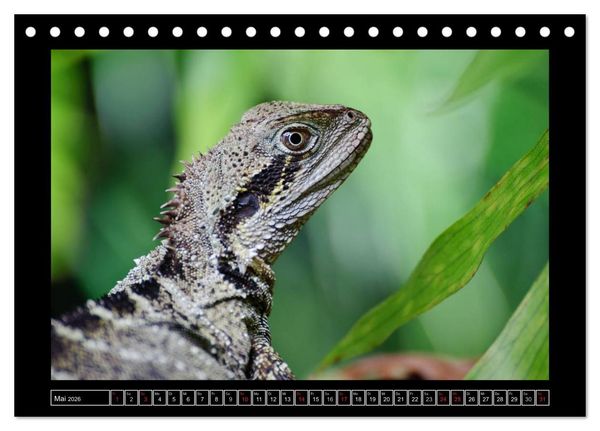 Produktbild: Australia Wildlife (Tischkalender 2026 DIN A5 quer), CALVENDO Monatskalender