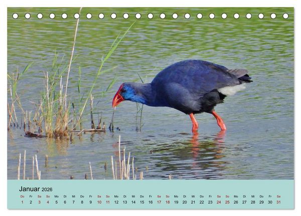 Produktbild: Flamingo und Co - Faszinierende Vogelwelt S&uuml;dfrankreichs (Tischkalender 2026 DIN A5 quer), CALVENDO Monatskalender