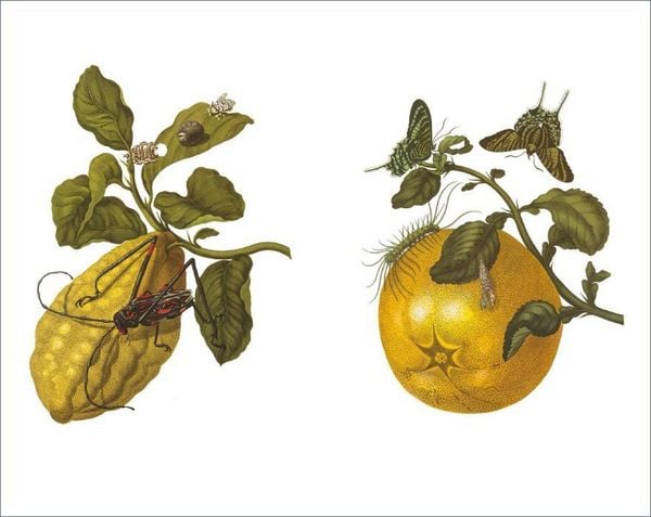 Produktbild: Das Insektenbuch