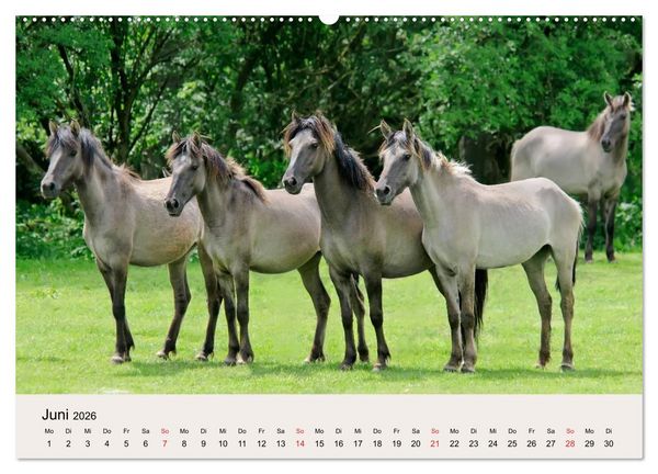 Produktbild: D&uuml;lmener Wildpferde (Wandkalender 2026 DIN A2 quer), CALVENDO Monatskalender