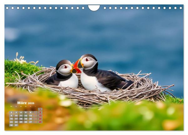 Produktbild: Tieftaucher Papageitaucher (Wandkalender 2026 DIN A4 quer), CALVENDO Monatskalender