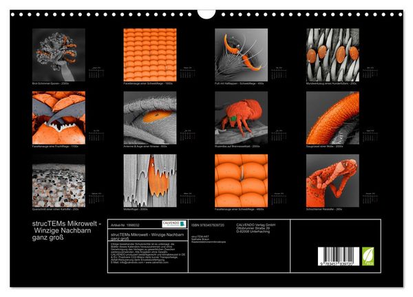 Produktbild: strucTEMs Mikrowelt - Winzige Nachbarn ganz gro&szlig; (Wandkalender 2026 DIN A3 quer), CALVENDO Monatskalender