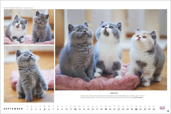 Produktbild: Whiskas Katzenkalender 2027
