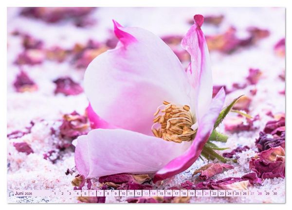 Produktbild: Essbare Bl&uuml;ten aus meinem Garten (Wandkalender 2026 DIN A2 quer), CALVENDO Monatskalender