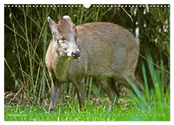 Produktbild: Leben im Dschungel: Der Regenwald ist ein Paradies f&uuml;r Tiere (Wandkalender 2026 DIN A3 quer), CALVENDO Monatskalender