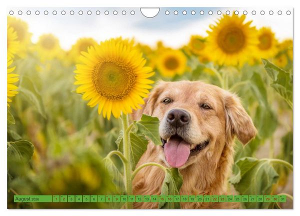 Produktbild: Golden Retriever Hailey Fotokalender (Wandkalender 2026 DIN A4 quer), CALVENDO Monatskalender