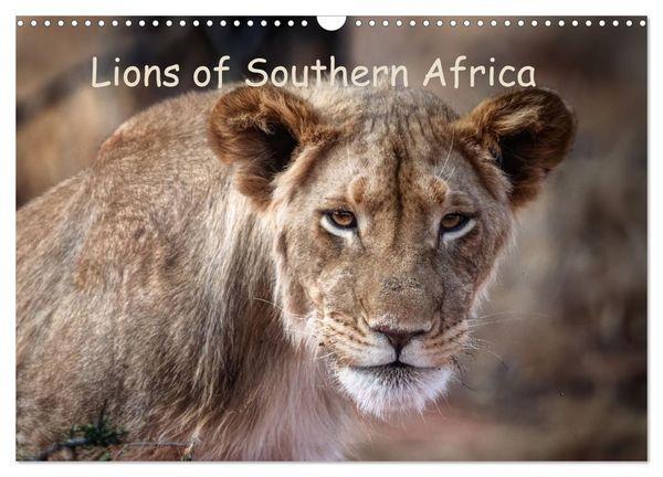 Produktbild: Lions of Southern Africa (Wall Calendar 2026 DIN A3 landscape), CALVENDO 12 Month Wall Calendar