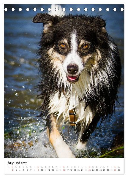 Produktbild: Australian Shepherd &ndash; Mit dem Aussie unterwegs (Tischkalender 2026 DIN A5 hoch), CALVENDO Monatskalender