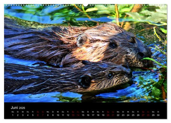 Produktbild: Das Leben der Biber (hochwertiger Premium Wandkalender 2026 DIN A2 quer), Kunstdruck in Hochglanz