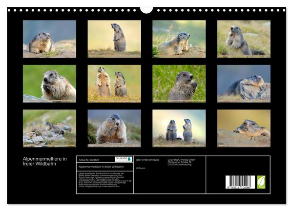 Produktbild: Alpenmurmeltiere in freier Wildbahn (Wandkalender 2026 DIN A3 quer), CALVENDO Monatskalender