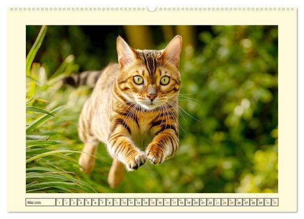 Produktbild: Bengalkatzen. Der elegante Mini-Leopard im Garten (hochwertiger Premium Wandkalender 2026 DIN A2 quer), Kunstdruck in Hochglanz