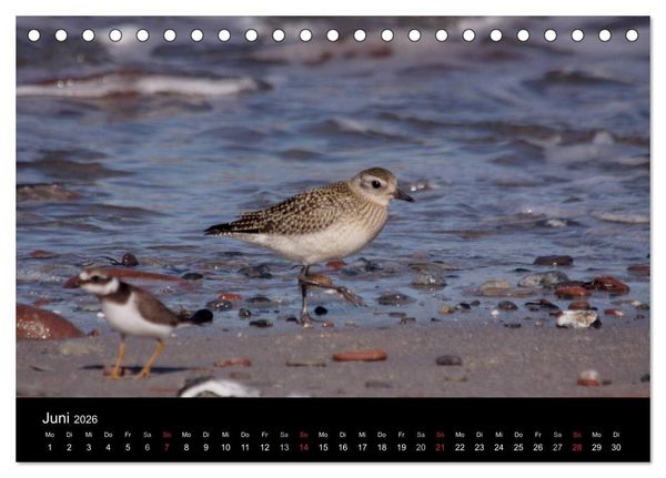 Produktbild: Limikolen Watv&ouml;gel auf dem Zug (Tischkalender 2026 DIN A5 quer), CALVENDO Monatskalender