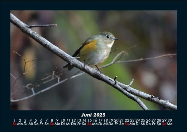 Produktbild: Welt der Tiere 2025 Fotokalender DIN A5