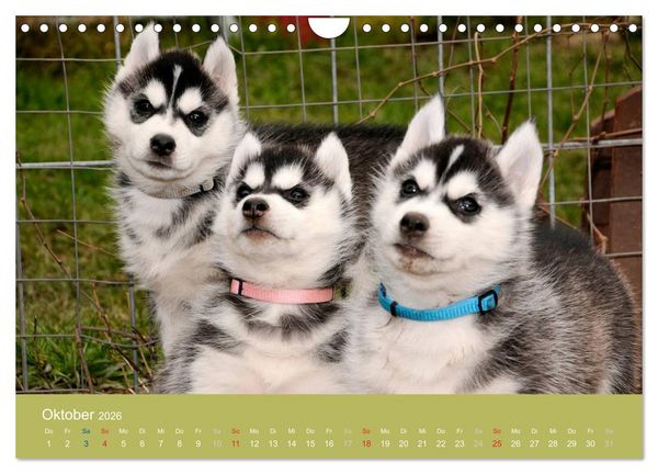 Produktbild: Husky Welpen (Wandkalender 2026 DIN A4 quer), CALVENDO Monatskalender