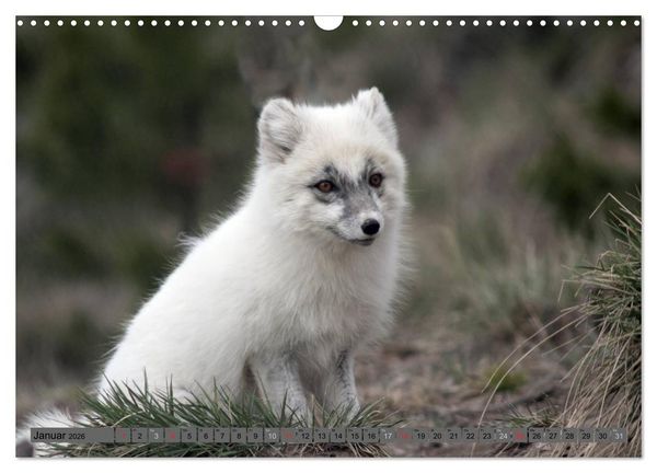 Produktbild: Wildtiere Nordamerikas (Wandkalender 2026 DIN A3 quer), CALVENDO Monatskalender