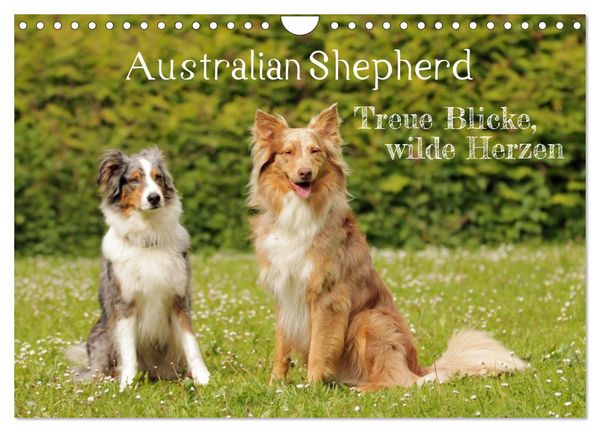 Produktbild: Australian Shepherd - Treue Blicke, wilde Herzen (Wandkalender 2027 DIN A4 quer), CALVENDO Monatskalender