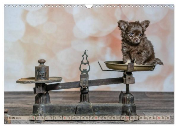 Produktbild: Chihuahua-Babys - Amy und Angel im Studio (Wandkalender 2026 DIN A3 quer), CALVENDO Monatskalender