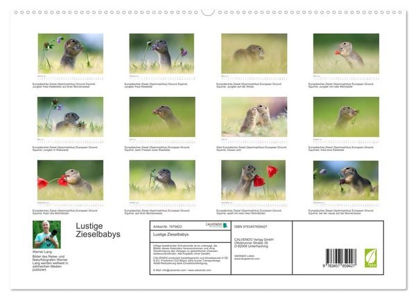 Produktbild: Lustige Zieselbabys (hochwertiger Premium Wandkalender 2026 DIN A2 quer), Kunstdruck in Hochglanz
