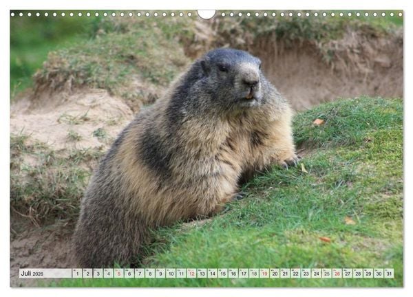 Produktbild: Wildtiere. Heimische Sch&ouml;nheiten (Wandkalender 2026 DIN A3 quer), CALVENDO Monatskalender