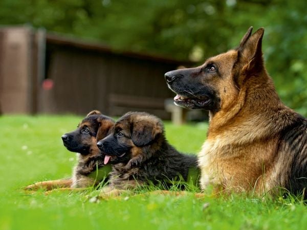 Produktbild: Deutscher Sch&auml;ferhund (Puzzle)