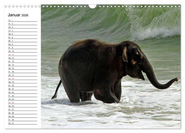 Produktbild: Elefanten - Wasserspa&szlig; am Strand (Wandkalender 2026 DIN A3 quer), CALVENDO Monatskalender