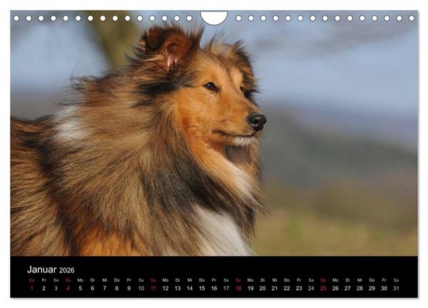 Produktbild: Sheltie 2026 (Wandkalender 2026 DIN A4 quer), CALVENDO Monatskalender