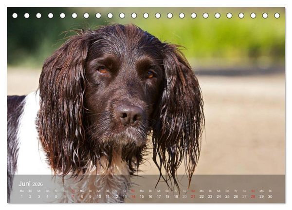 Produktbild: Kleiner M&uuml;nsterl&auml;nder Vorstehhund (Tischkalender 2026 DIN A5 quer), CALVENDO Monatskalender