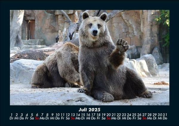 Produktbild: Tierkalender 2025 Fotokalender DIN A5