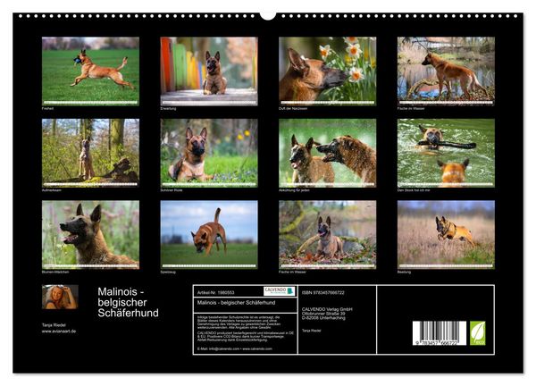 Produktbild: Malinois - belgischer Sch&auml;ferhund (hochwertiger Premium Wandkalender 2026 DIN A2 quer), Kunstdruck in Hochglanz