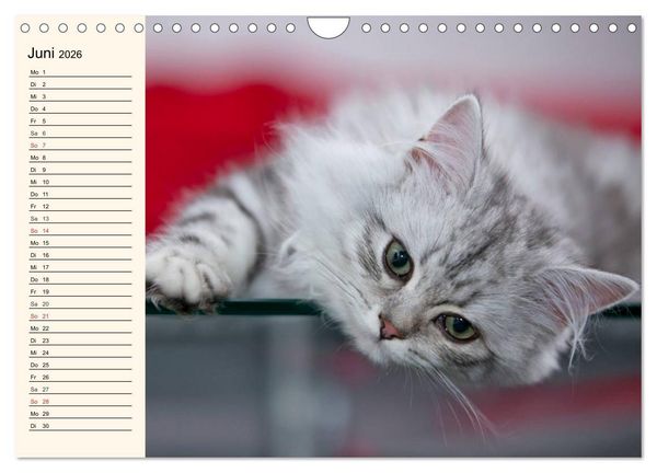 Produktbild: Bezaubernde Rassekatzen (Wandkalender 2026 DIN A4 quer), CALVENDO Monatskalender