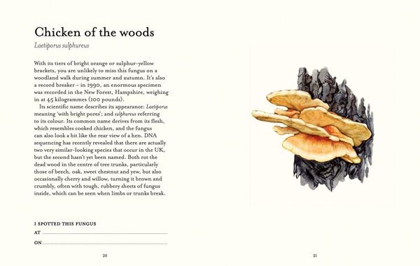 Produktbild: The Fungi Spotter's Guide