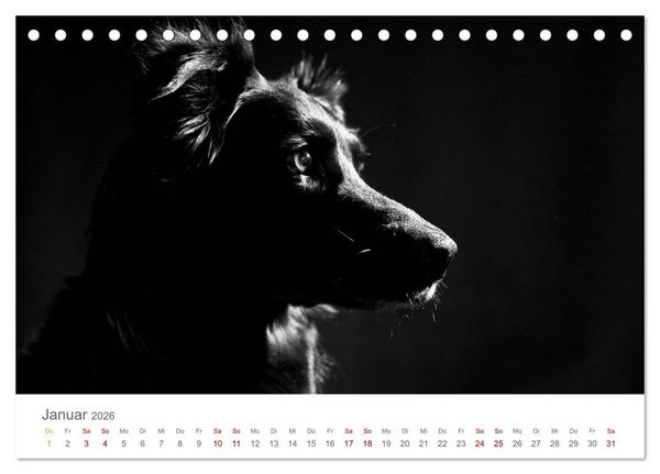 Produktbild: Hundeportraits Fine Art (Tischkalender 2026 DIN A5 quer), CALVENDO Monatskalender