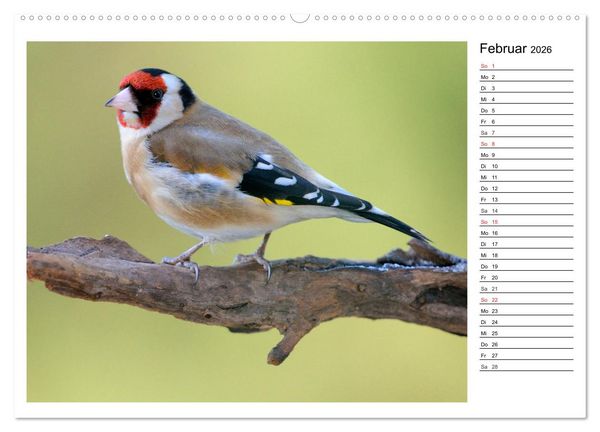 Produktbild: Gefiederte Freunde - Unsere heimischen Gartenv&ouml;gel (Wandkalender 2026 DIN A2 quer), CALVENDO Monatskalender