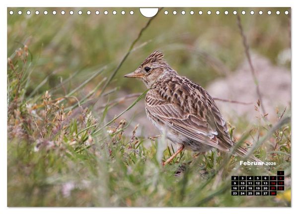 Produktbild: Die Vogelwelt der &Auml;u&szlig;eren Hebriden (Wandkalender 2026 DIN A4 quer), CALVENDO Monatskalender