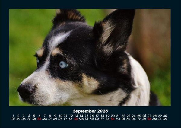 Produktbild: Welpen 2026 Fotokalender DIN A4