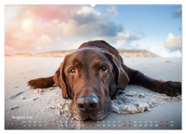 Produktbild: Retriever - Mit DIR hol ich die Sterne vom Himmel (hochwertiger Premium Wandkalender 2026 DIN A2 quer), Kunstdruck in Hochglanz