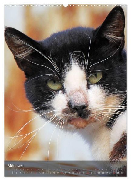 Produktbild: KATZEN AUGEN BLICKE (hochwertiger Premium Wandkalender 2026 DIN A2 hoch), Kunstdruck in Hochglanz