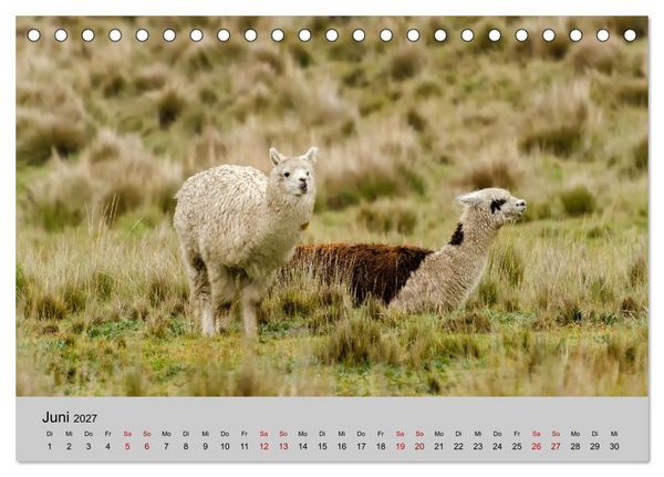 Produktbild: Unter Lamas und Alpakas (Tischkalender 2027 DIN A5 quer), CALVENDO Monatskalender