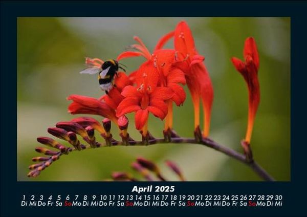 Produktbild: Bilder aus der Natur 2025 Fotokalender DIN A5