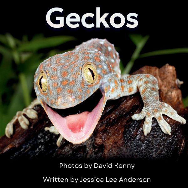 Produktbild: Geckos