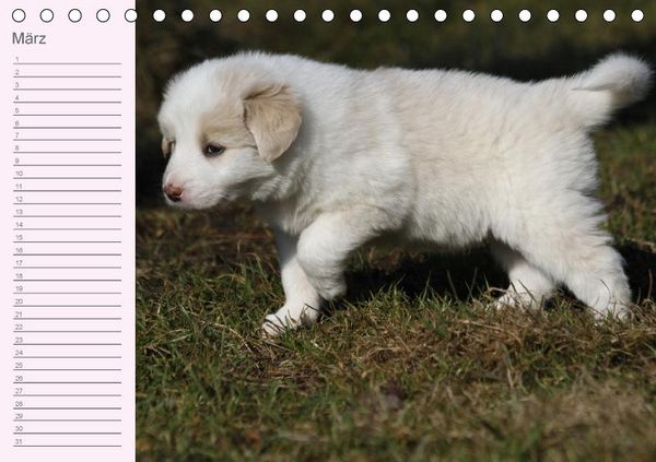 Produktbild: Border Collie-Welpen Geburtstagskalender (Tischkalender immerw&auml;hrend DIN A5 quer)