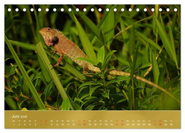 Produktbild: Agamen - Echsen aus der Urzeit (Tischkalender 2026 DIN A5 quer), CALVENDO Monatskalender