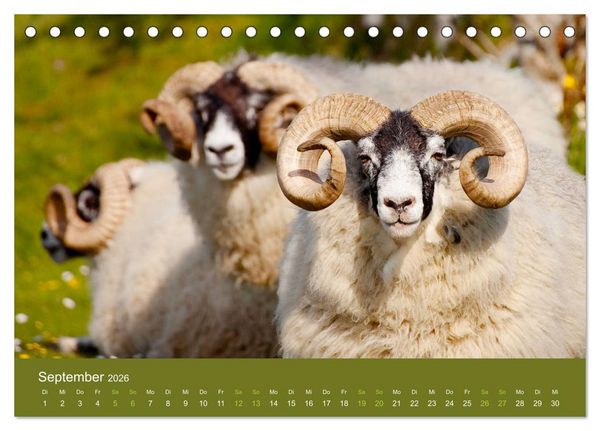 Produktbild: Unter Schafen - Wegbegleiter auf Reisen (Tischkalender 2026 DIN A5 quer), CALVENDO Monatskalender