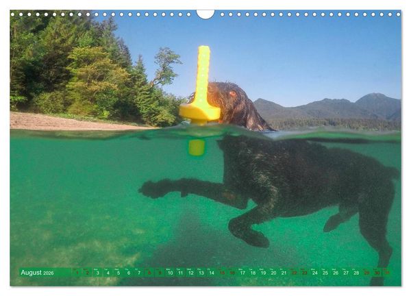 Produktbild: Pointer Power (Wall Calendar 2026 DIN A3 landscape), CALVENDO 12 Month Wall Calendar